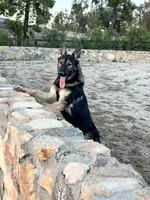 BROCO, a male German Shepherd Dog for sale in Murrieta, CA – Photo 3 of 10