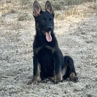 BROCO, a male German Shepherd Dog for sale in Murrieta, CA – Photo 6 of 10