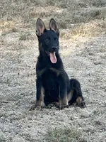 BROCO, a male German Shepherd Dog for sale in Murrieta, CA – Photo 6 of 10