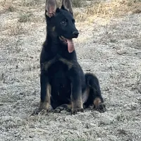 BROCO, a male German Shepherd Dog for sale in Murrieta, CA – Photo 5 of 10