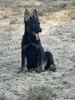 BROCO, a male German Shepherd Dog for sale in Murrieta, CA – Photo 5 of 10