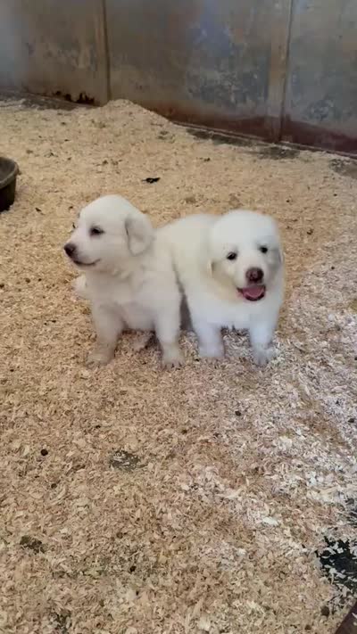 Pluto, a male Great Pyrenees for sale in Murrieta, CA – 10 of 10