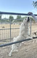 P2, a male Great Pyrenees for sale in Murrieta, CA – 2 of 4