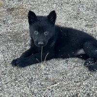 CRONY, a female German Shepherd Dog for sale in Murrieta, CA – Photo 2 of 8
