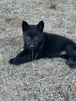 CRONY, a female German Shepherd Dog for sale in Murrieta, CA – Photo 2 of 8