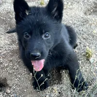 CRONY, a female German Shepherd Dog for sale in Murrieta, CA – Photo 1 of 8