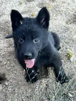 CRONY, a female German Shepherd Dog for sale in Murrieta, CA – Photo 1 of 8