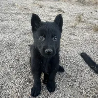 CRONY, a female German Shepherd Dog for sale in Murrieta, CA – Photo 3 of 8