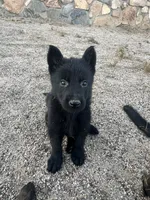 CRONY, a female German Shepherd Dog for sale in Murrieta, CA – Photo 3 of 8