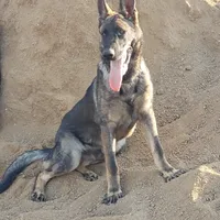 CRONY, a female German Shepherd Dog for sale in Murrieta, CA – Photo 7 of 8