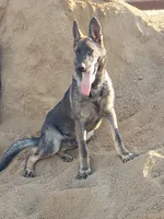 CRONY, a female German Shepherd Dog for sale in Murrieta, CA – Photo 7 of 8