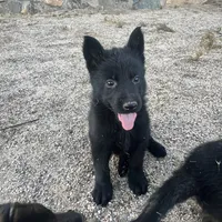 CRONY, a female German Shepherd Dog for sale in Murrieta, CA – Photo 4 of 8