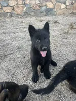 CRONY, a female German Shepherd Dog for sale in Murrieta, CA – Photo 4 of 8