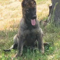 CRONY, a female German Shepherd Dog for sale in Murrieta, CA – Photo 6 of 8
