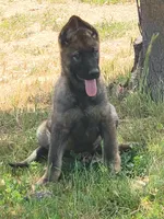 CRONY, a female German Shepherd Dog for sale in Murrieta, CA – Photo 6 of 8