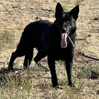 CRONY, a female German Shepherd Dog for sale in Murrieta, CA – Photo 8 of 8