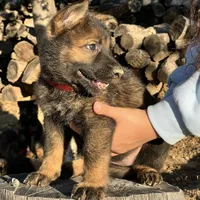 BONNIE, a female German Shepherd Dog for sale in Murrieta, CA – Photo 4 of 9