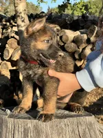 BONNIE, a female German Shepherd Dog for sale in Murrieta, CA – Photo 4 of 9