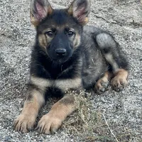 BONNIE, a female German Shepherd Dog for sale in Murrieta, CA – Photo 1 of 9