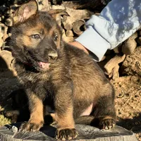 BONNIE, a female German Shepherd Dog for sale in Murrieta, CA – Photo 5 of 9