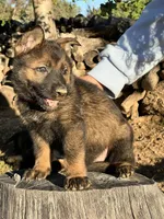 BONNIE, a female German Shepherd Dog for sale in Murrieta, CA – Photo 5 of 9