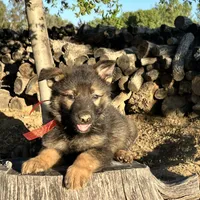 BONNIE, a female German Shepherd Dog for sale in Murrieta, CA – Photo 3 of 9