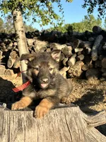 BONNIE, a female German Shepherd Dog for sale in Murrieta, CA – Photo 3 of 9