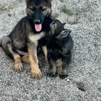 BONNIE, a female German Shepherd Dog for sale in Murrieta, CA – Photo 2 of 9