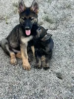 BONNIE, a female German Shepherd Dog for sale in Murrieta, CA – Photo 2 of 9