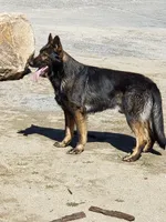 BONNIE, a female German Shepherd Dog for sale in Murrieta, CA – Photo 7 of 9