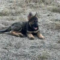 BONNIE, a female German Shepherd Dog for sale in Murrieta, CA – Photo 8 of 9