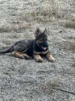 BONNIE, a female German Shepherd Dog for sale in Murrieta, CA – Photo 8 of 9