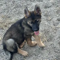 BONNIE, a female German Shepherd Dog for sale in Murrieta, CA – Photo 9 of 9