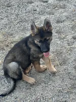 BONNIE, a female German Shepherd Dog for sale in Murrieta, CA – Photo 9 of 9