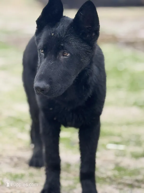 ALPHA – German Shepherd Dog puppy for sale in Murrieta, CA
