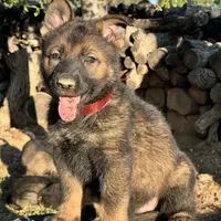 BRIXY, a female German Shepherd Dog for sale in Murrieta, CA – Photo 2 of 7