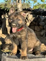 BRIXY, a female German Shepherd Dog for sale in Murrieta, CA – Photo 2 of 7