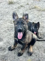 BRIXY, a female German Shepherd Dog for sale in Murrieta, CA – Photo 5 of 7