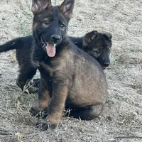 BRIXY, a female German Shepherd Dog for sale in Murrieta, CA – Photo 7 of 7