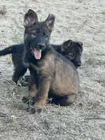 BRIXY, a female German Shepherd Dog for sale in Murrieta, CA – Photo 7 of 7