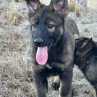 BRIXY, a female German Shepherd Dog for sale in Murrieta, CA – Photo 1 of 7