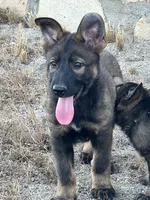 BRIXY, a female German Shepherd Dog for sale in Murrieta, CA – Photo 1 of 7