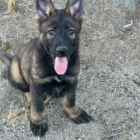 BRIXY, a female German Shepherd Dog for sale in Murrieta, CA – Photo 6 of 7