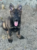 BRIXY, a female German Shepherd Dog for sale in Murrieta, CA – Photo 6 of 7