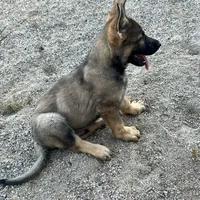 BRIX, a male German Shepherd Dog for sale in Murrieta, CA – Photo 7 of 10