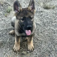 BRIX, a male German Shepherd Dog for sale in Murrieta, CA – Photo 6 of 10