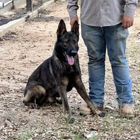 BRIX, a male German Shepherd Dog for sale in Murrieta, CA – Photo 4 of 10