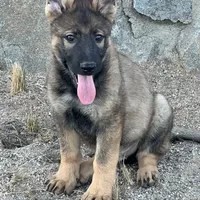 BRIX, a male German Shepherd Dog for sale in Murrieta, CA – Photo 1 of 10