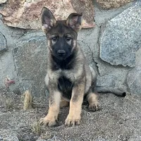 BRIX, a male German Shepherd Dog for sale in Murrieta, CA – Photo 10 of 10