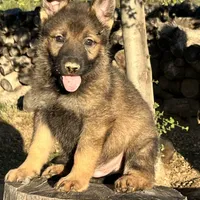 BRIX, a male German Shepherd Dog for sale in Murrieta, CA – Photo 2 of 10